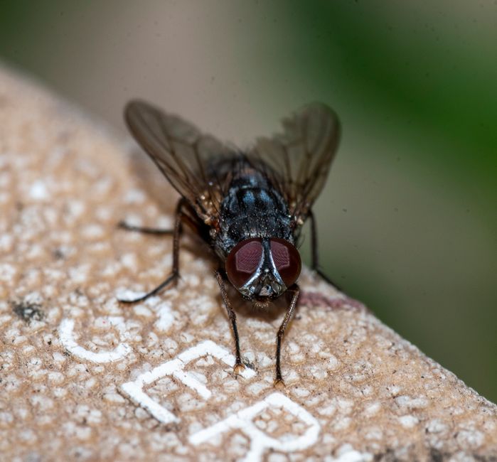 Close-up of a common housefly perched on a textured, light brown surface, possibly made of concrete or stone, with white markings or lettering nearby. The fly's body is dark, with a slightly metallic 