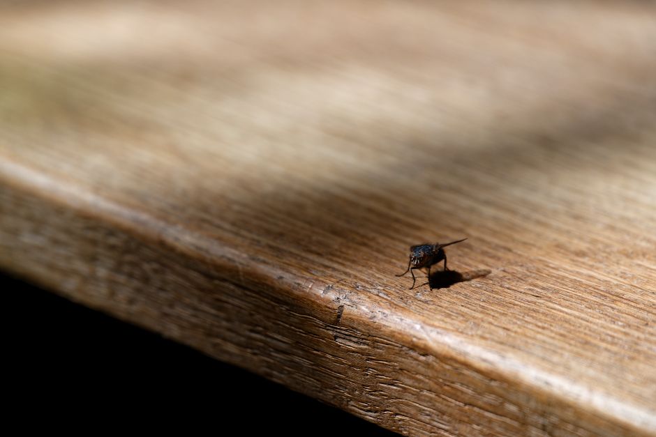 Close-up of a common housefly perched on a textured, light brown surface, possibly made of concrete or stone, with white markings or lettering nearby. The fly's body is dark, with a slightly metallic 